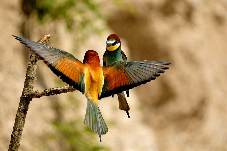 il Lato B delle STAR